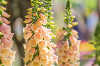 Foxglove (Apricot specific cultivar) in bloom photograph