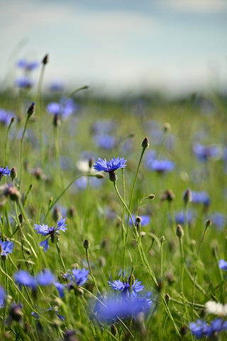 Cornflower (Blue specific cultivar) in bloom photograph