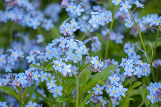 Forget-Me-Not (Victoria - Blue specific cultivar) in bloom photograph