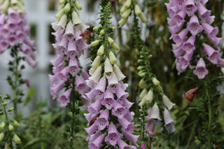 Foxglove (Foxy specific cultivar) in bloom photograph
