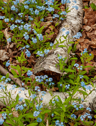 Forget-Me-Not (Blue Ball specific cultivar) in bloom photograph