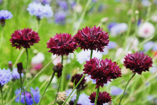 Cornflower (Black specific cultivar) in bloom photograph