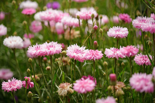 Cornflower (Pinkie specific cultivar) in bloom photograph