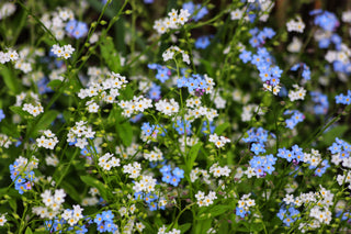 Forget-Me-Not (Victoria - Mixed specific cultivar) in bloom photograph