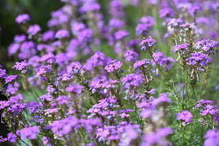 Forget-Me-Not (Victoria - Rosea specific cultivar) in bloom photograph