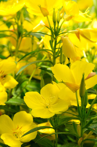 Evening Primrose (Primrose Yellow specific cultivar) in bloom photograph