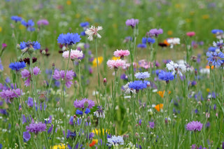 Cornflower (Mixed specific cultivar) in bloom photograph