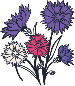 cornflower (mixed specific cultivar) flower in bloom illustrationt