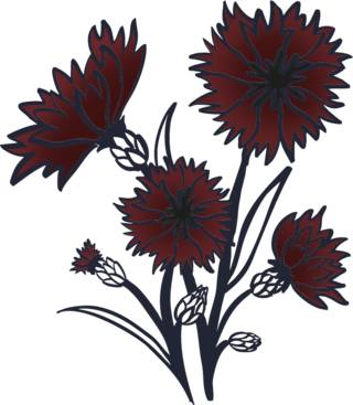 cornflower (black specific cultivar) flower in bloom illustrationt